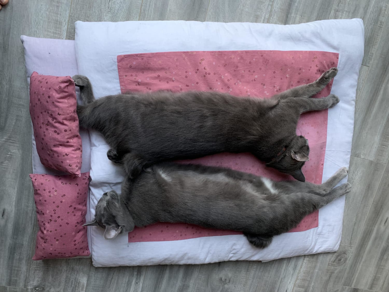 I made a futon (Japanese styled bed) for my kittens. They like sleeping on top of the cover, but what they like even more is to chew on the pillows!