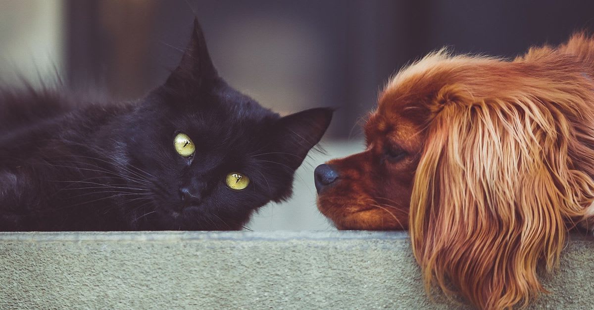 What being a cat- or dog-person says about you