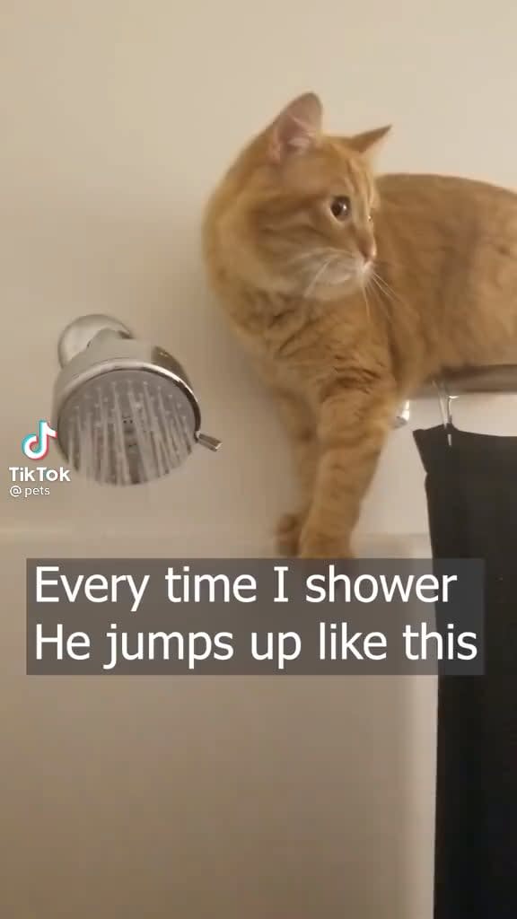 Shower repair kitty! 🚿 🧼
