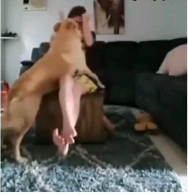 Dog helping autistic girl in a crisis where she beats herself
