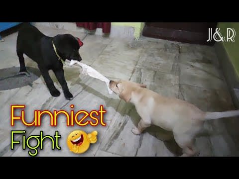 Funniest Fighting of Labrador Puppies (Part-1) | Jack and Rose | #labrador #jackrose #labradorpuppy