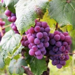 20 Benefits Of Grapes For Skin, Hair, And Health