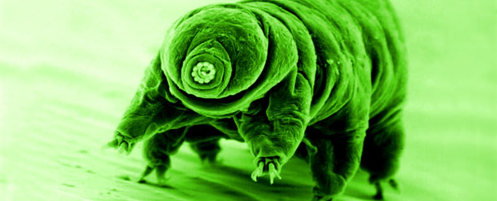 Tardigrades can survive X-ray bombardment by deploying a protein shield