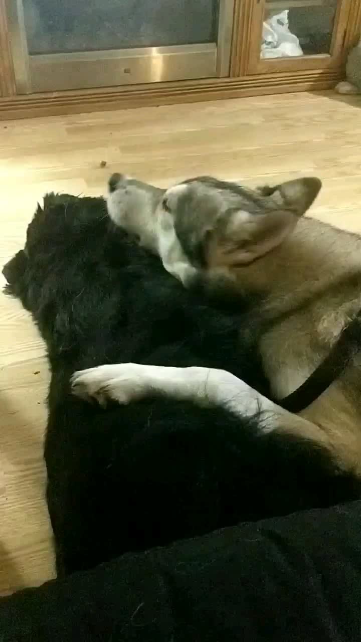 My husky cuddling my Bernese ❤️🥰❤️ these two love each other so much!