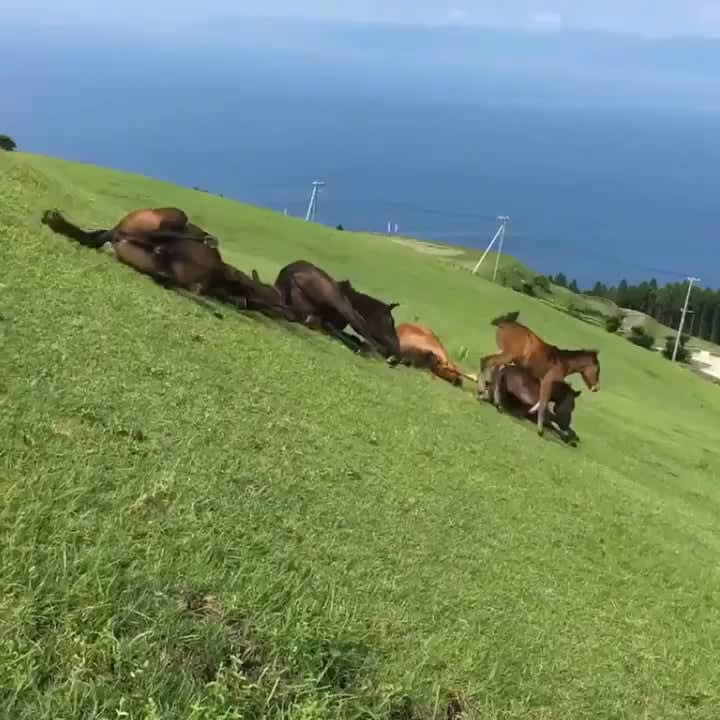 These horses decided to try sliding down a hill