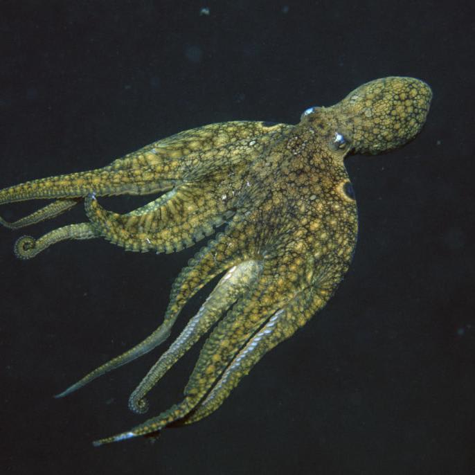 Scientists gave octopuses some molly. Here's what happened.
