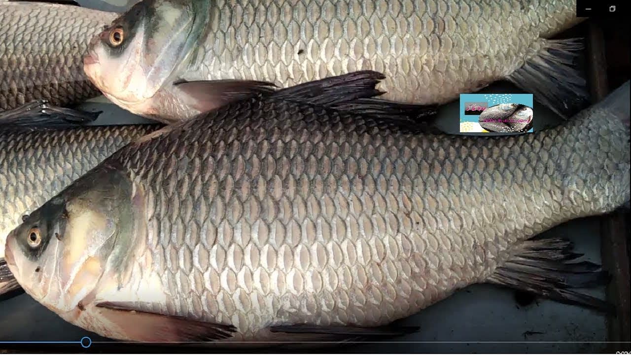 How to Fastest rohu-katla Fish Display for sale-Fish cutting