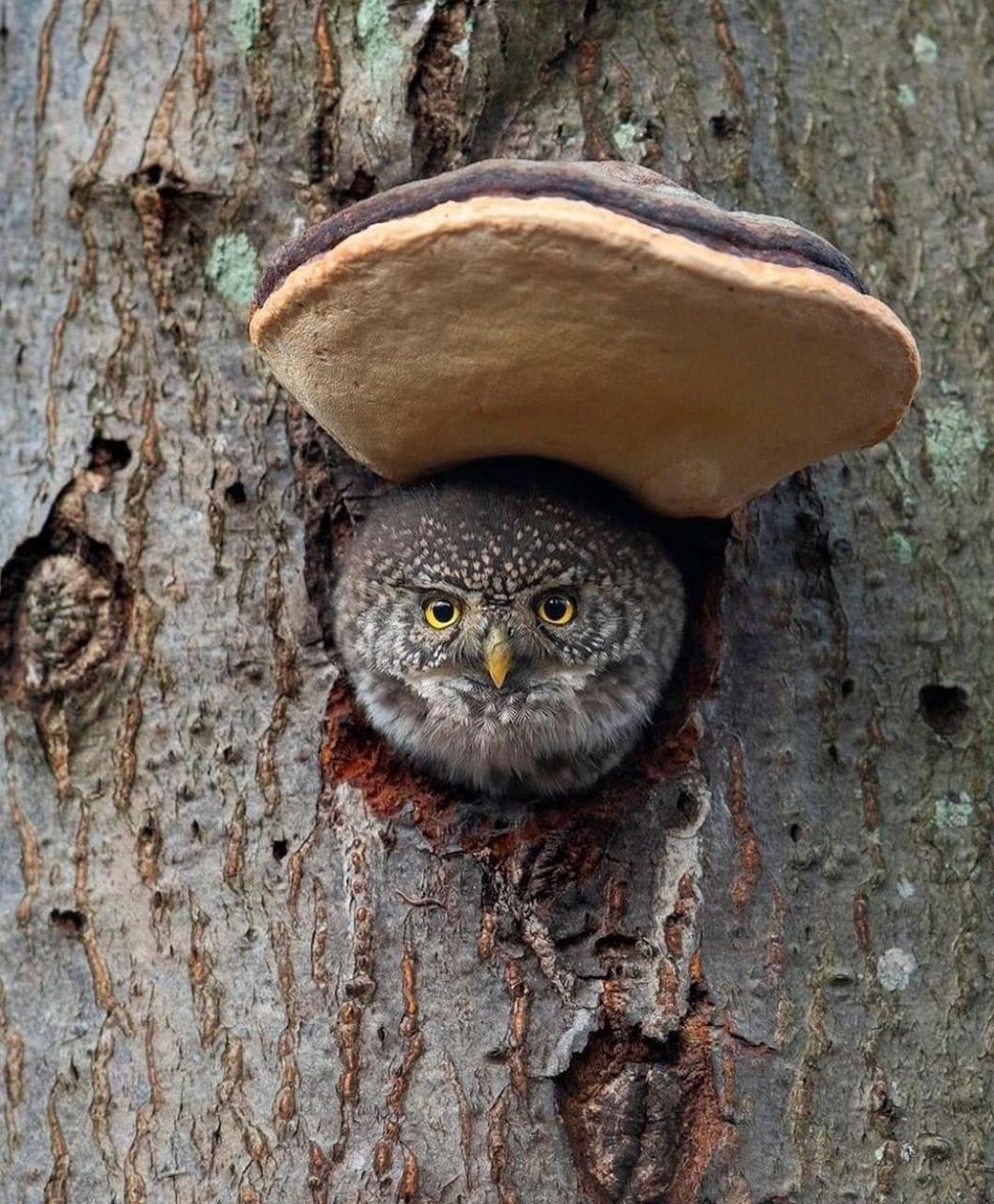 An owl with an artists conch mushroom awning, truly a superbowl