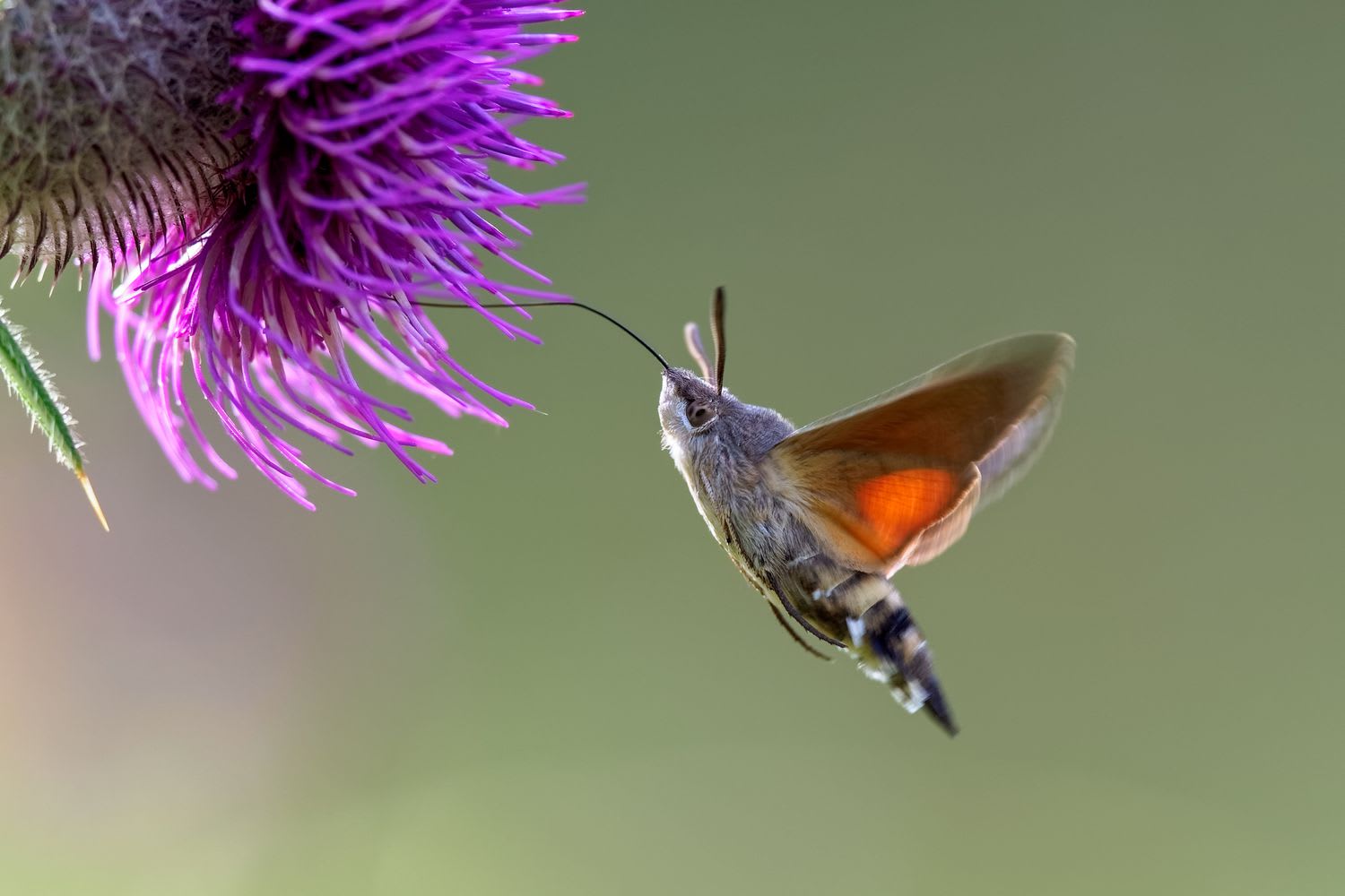 Moths Are the Unsung Heroes of Pollination