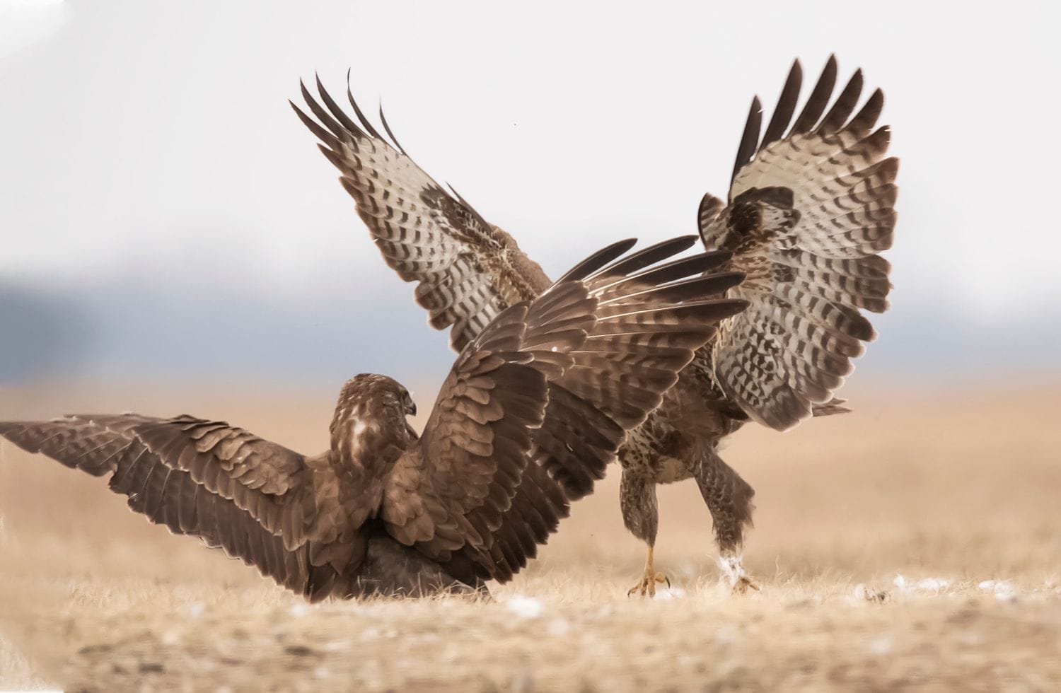 Fighting Common Buzzards