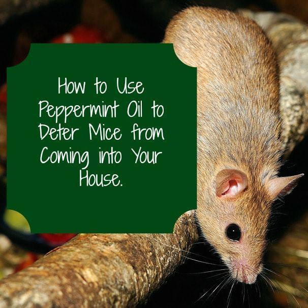 Peppermint Oil For Getting Rid Of Mice - Organic Palace Queen