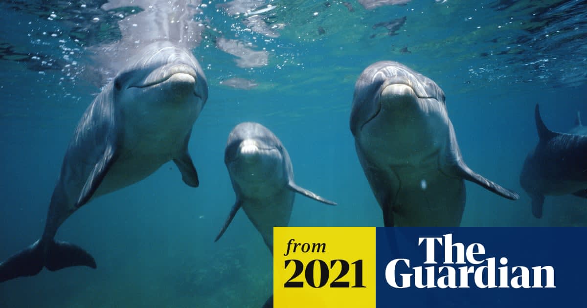 Dolphins have similar personality traits to humans, study finds