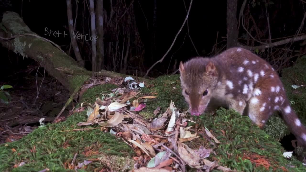Tiger quolls, native to eastern Australia, are the world's second largest extant carnivorous marsupials, behind the Tasmanian devil. After female quolls give birth, it takes nearly 70 days for their young to finally open their eyes. This is a video of a tiger quoll filmed in the wild.