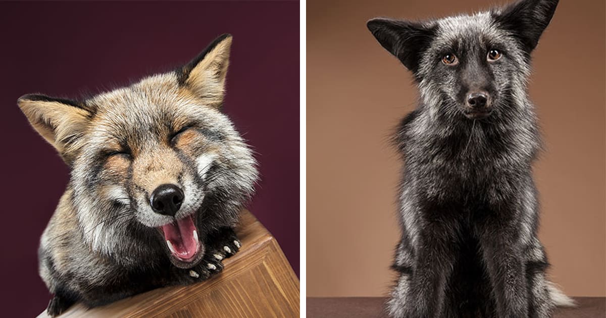 I Photographed Foxes In My Studio And Fell In Love With Their Characters