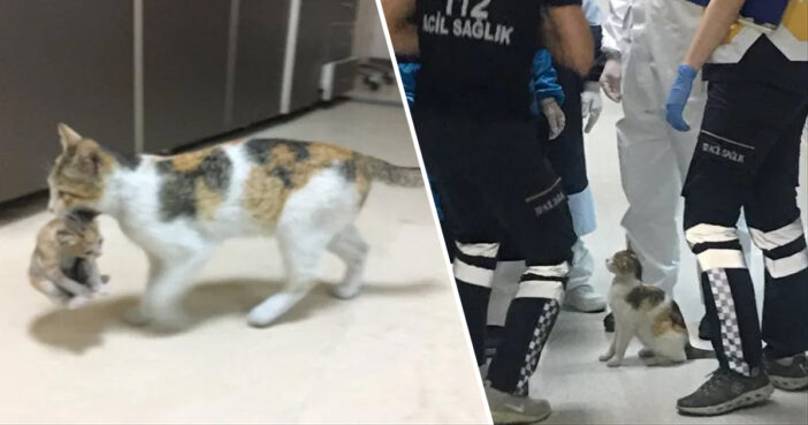 Stray Mama Cat Carries Her Sick Kitten To Istanbul Hospital So Medics Can Help