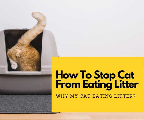 Why is My Cat Eating Litter and How to Stop it?