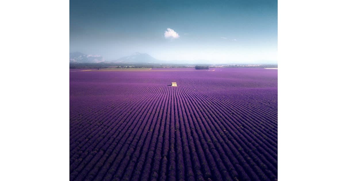 Painterly Photographs of Luminous Lavender Fields