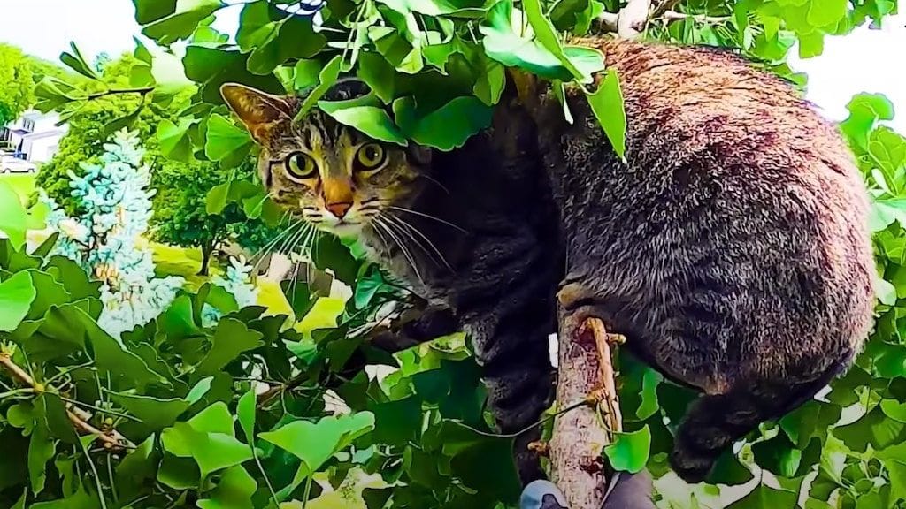 Cat In Ohio Ohio Man Climbs Great Heights to Rescue Cats in Trees