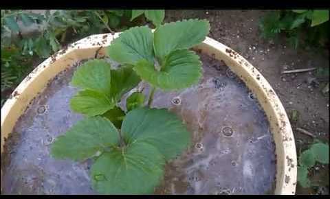 How to Plant and Grow Strawberries in Container