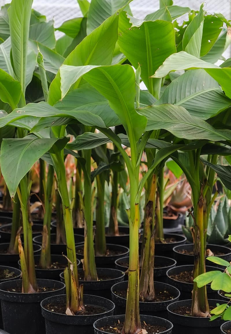 How To Grow Banana Trees In Pots - Quiet Corner - Garden Ideas