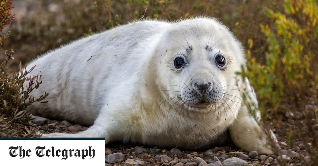Seal pup which couldn't swim chased into sea by children and drowned, as campaigners warn people to stay away