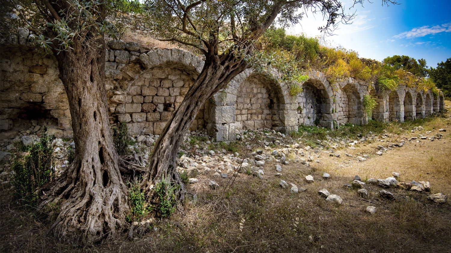 Teos: century-old olive trees, an antique harbor, and Dionysus