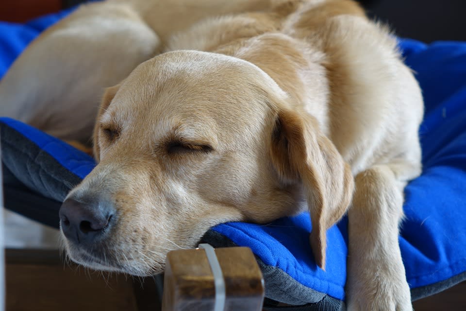 The Five Best Dog Beds For Older Dogs