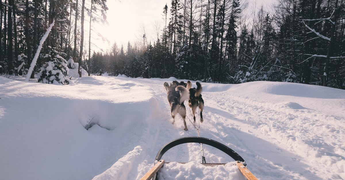 Humans have partnered with sled dogs for 9,500 years