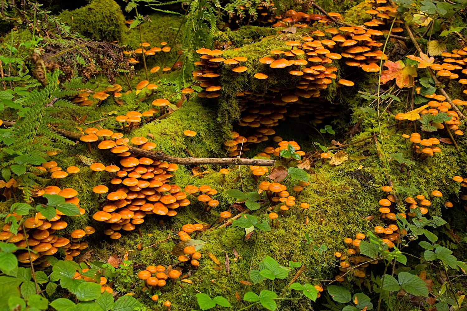 Mushrooms in North Of England