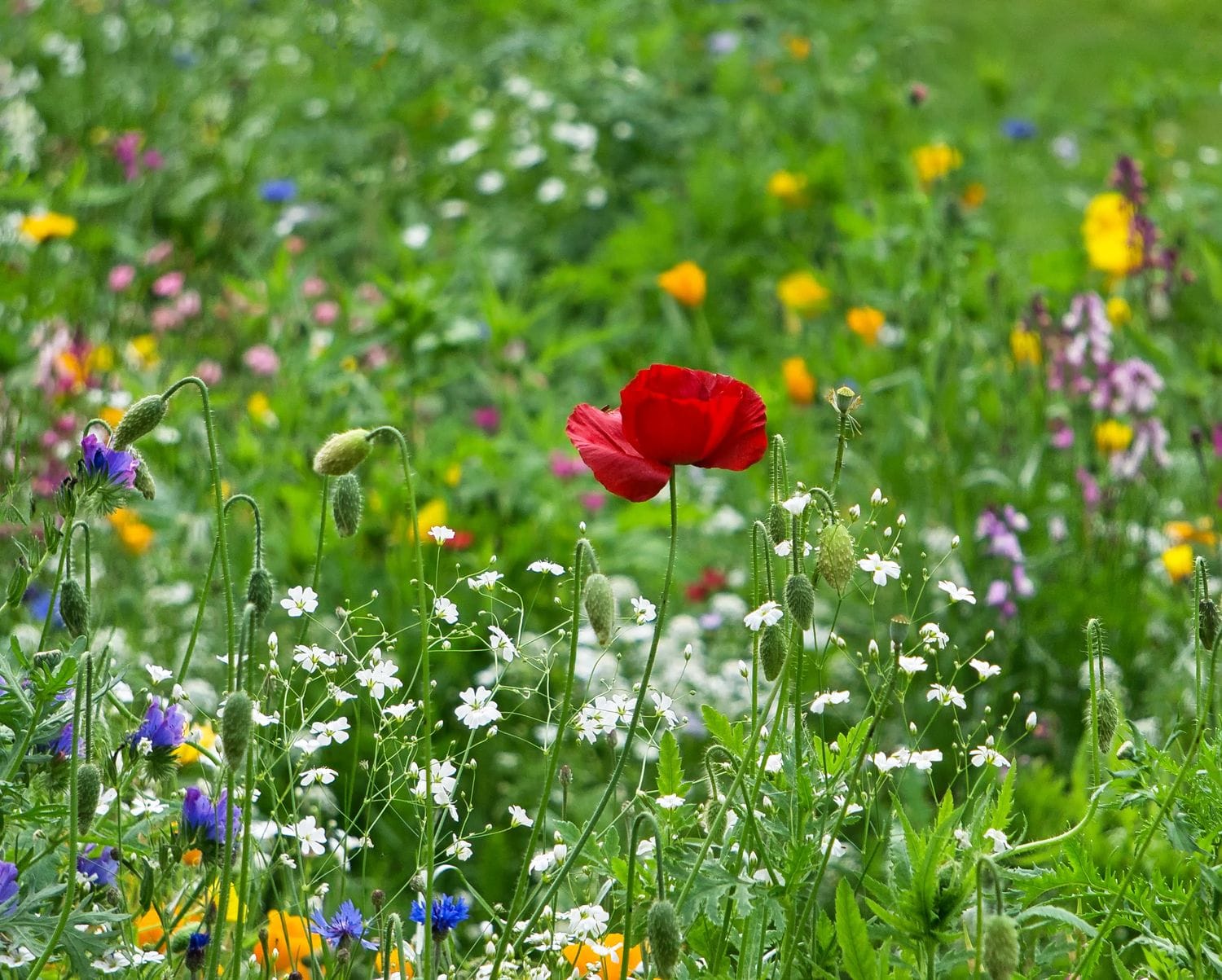Spring meadow
