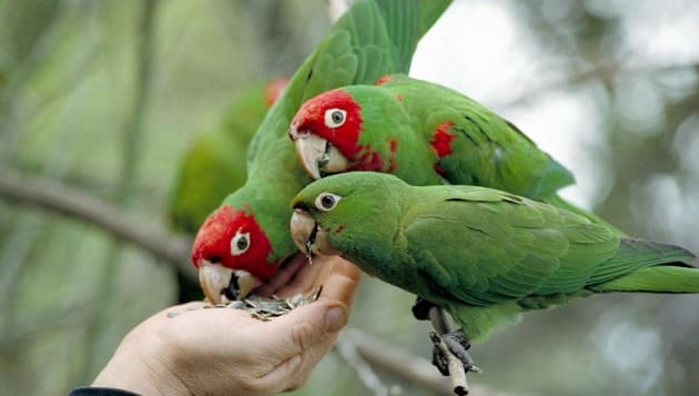 What foods are prohibited for parrots?