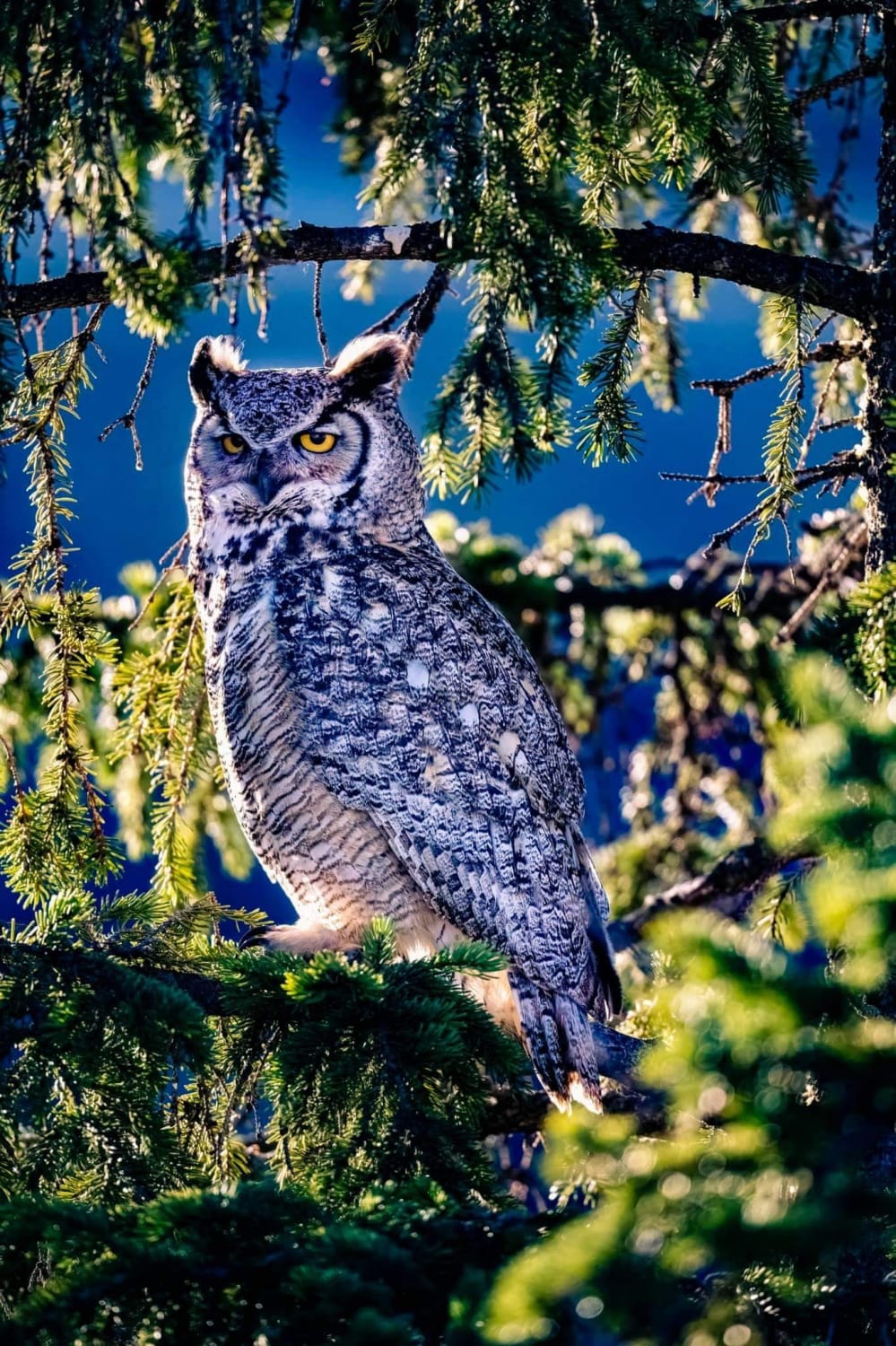 Great Horned Owl, early spring morning, in southern Alberta.