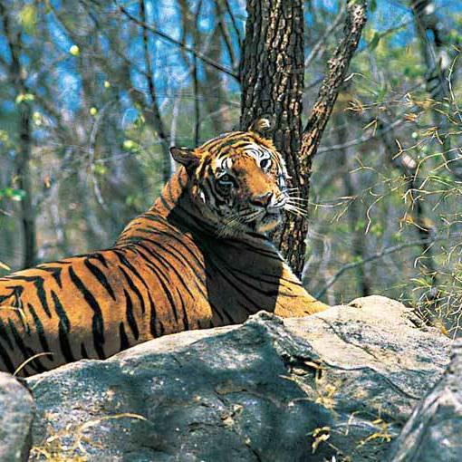 Did You Know About These 5 Wildlife Sanctuaries In Kerala?