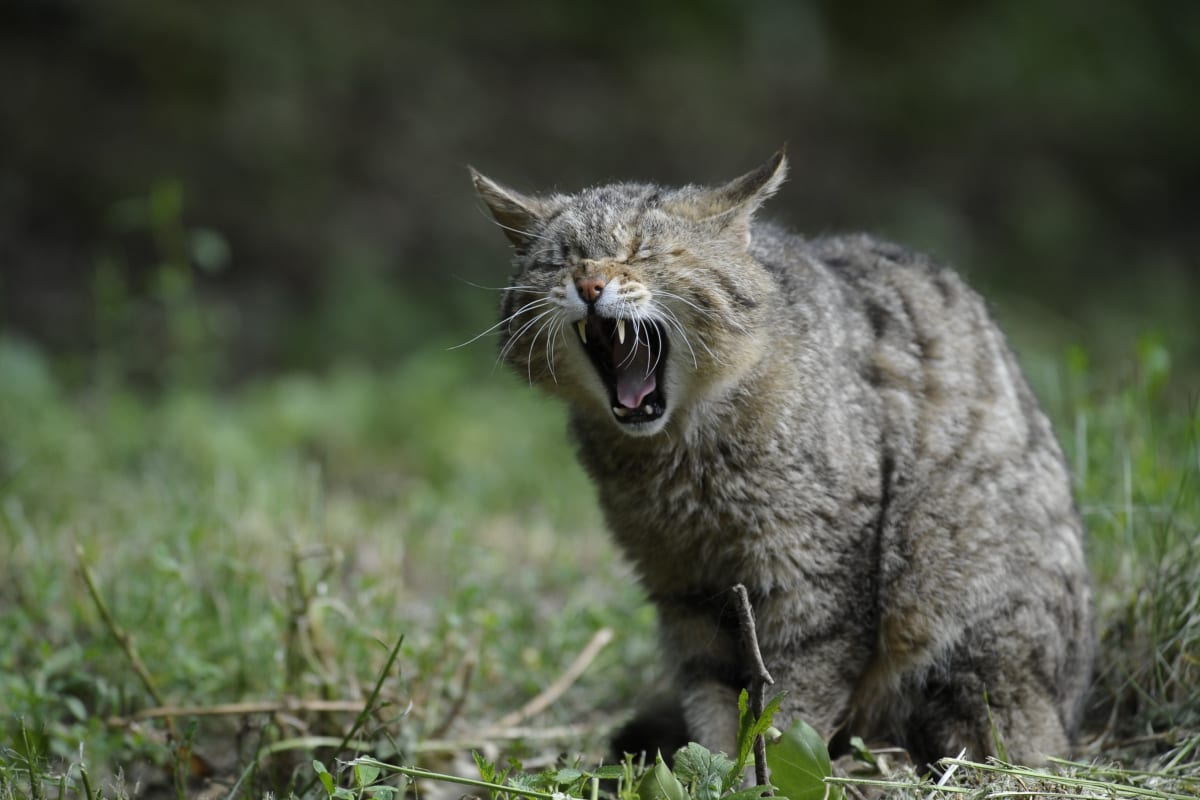 100 Totally Badass Cat Names for Tough Kitties