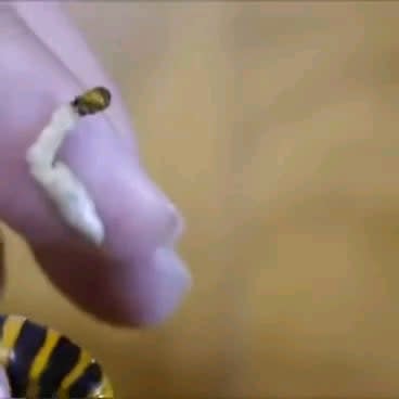 Removing Parasite from a hornet