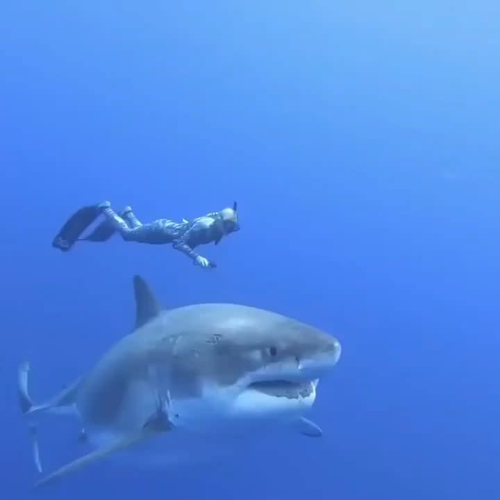 This is incredible.. Oceanographer Ocean Ramsey swimming with one of the biggest Great White sharks ever recorded at 20ft by 8ft