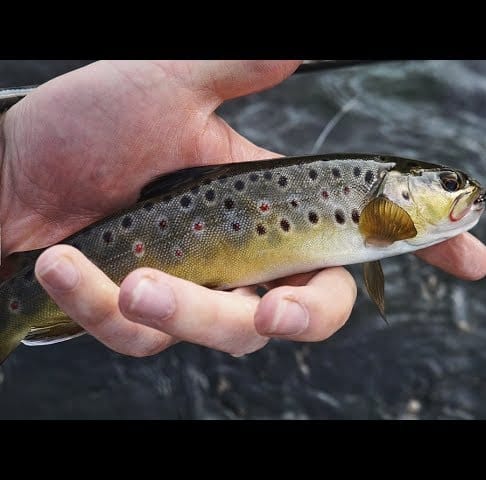 Amazing Way to Catch Rare Colorful Fish - Awesome Things