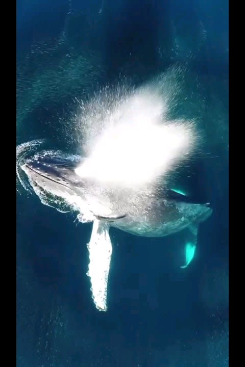I love whales for their gentle nature, but the thought something so massive lurking beneath me has me scared. Very scared.