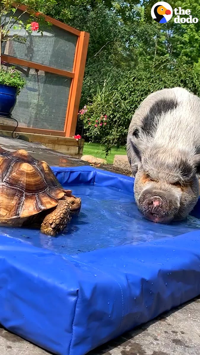 Pig and tortoise BFFs share their very own swimming pool and eat strawberries together