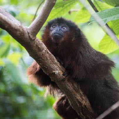 How This Caribbean Island Got A Monkey Like No Other