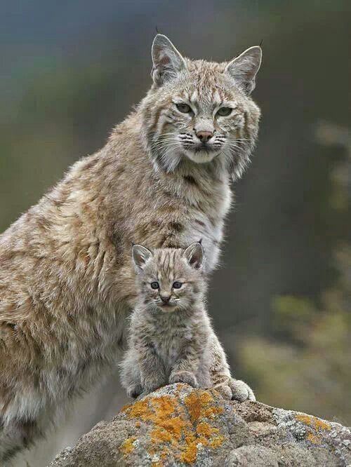 Lynx mother and baby