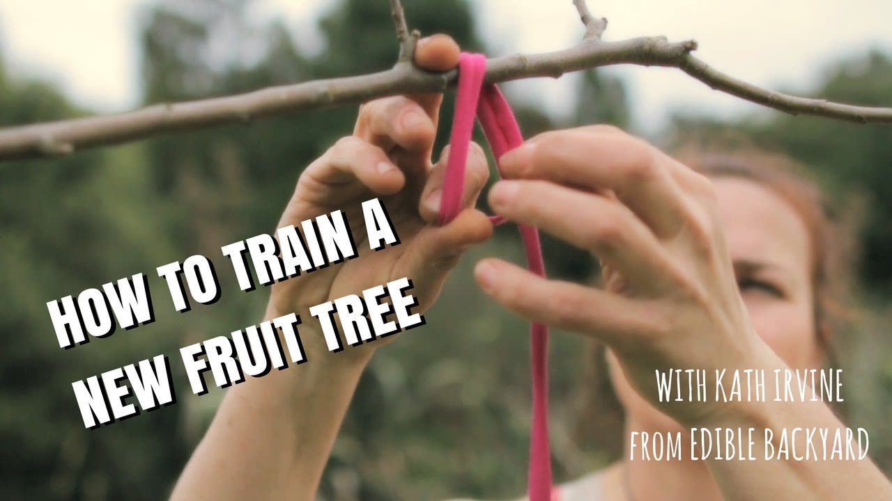 How to train a new fruit tree
