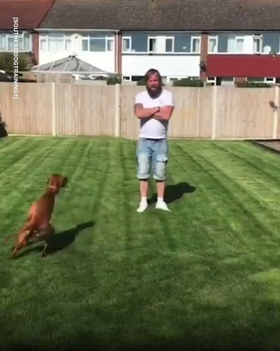 This dog trainer is debunking some common 'how to train your dog' myths on TikTok... 🐶👏 🎥: southenddogtraining1 (TT)