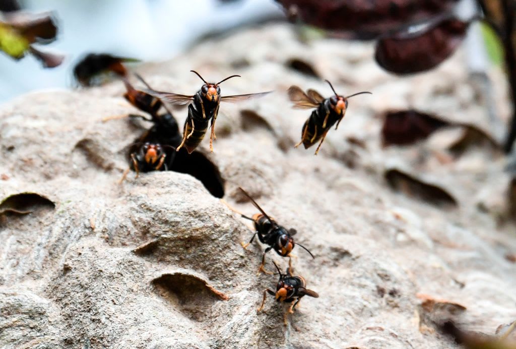 Beekeeper dumps nest with 1,500 Asian hornets outside town hall in France