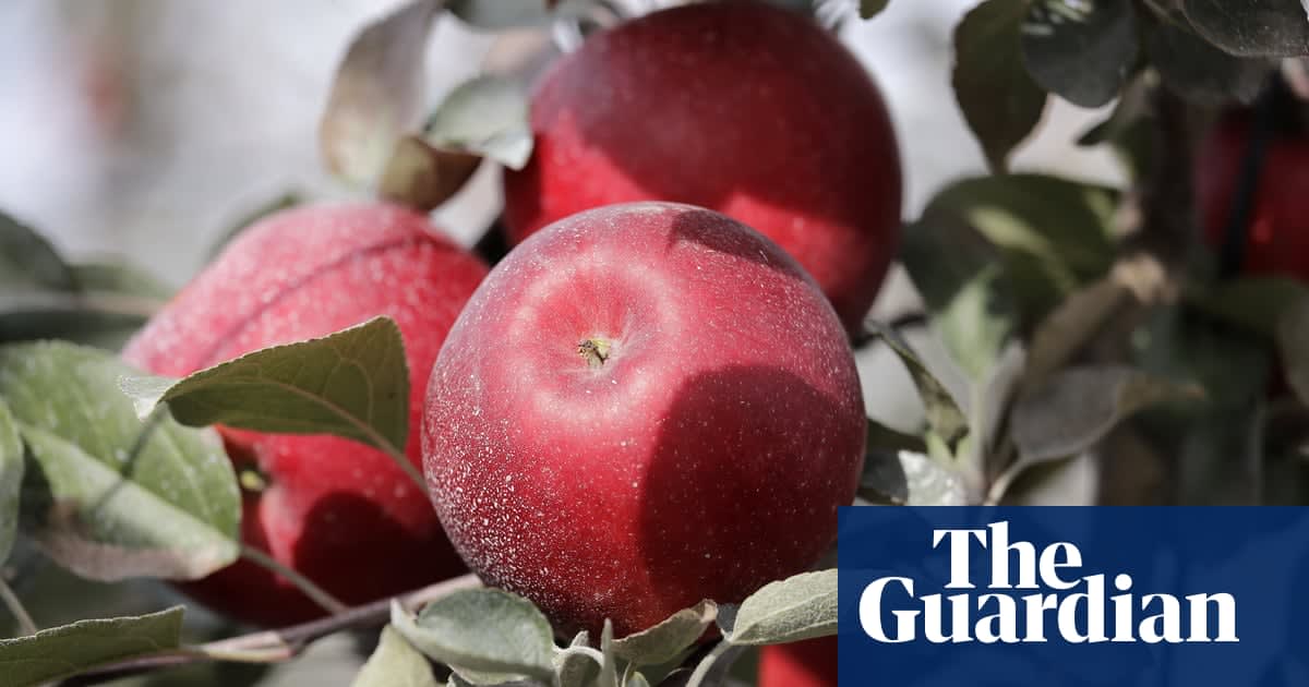 Cosmic Crisp apple that can reportedly last for a year to hit US stores