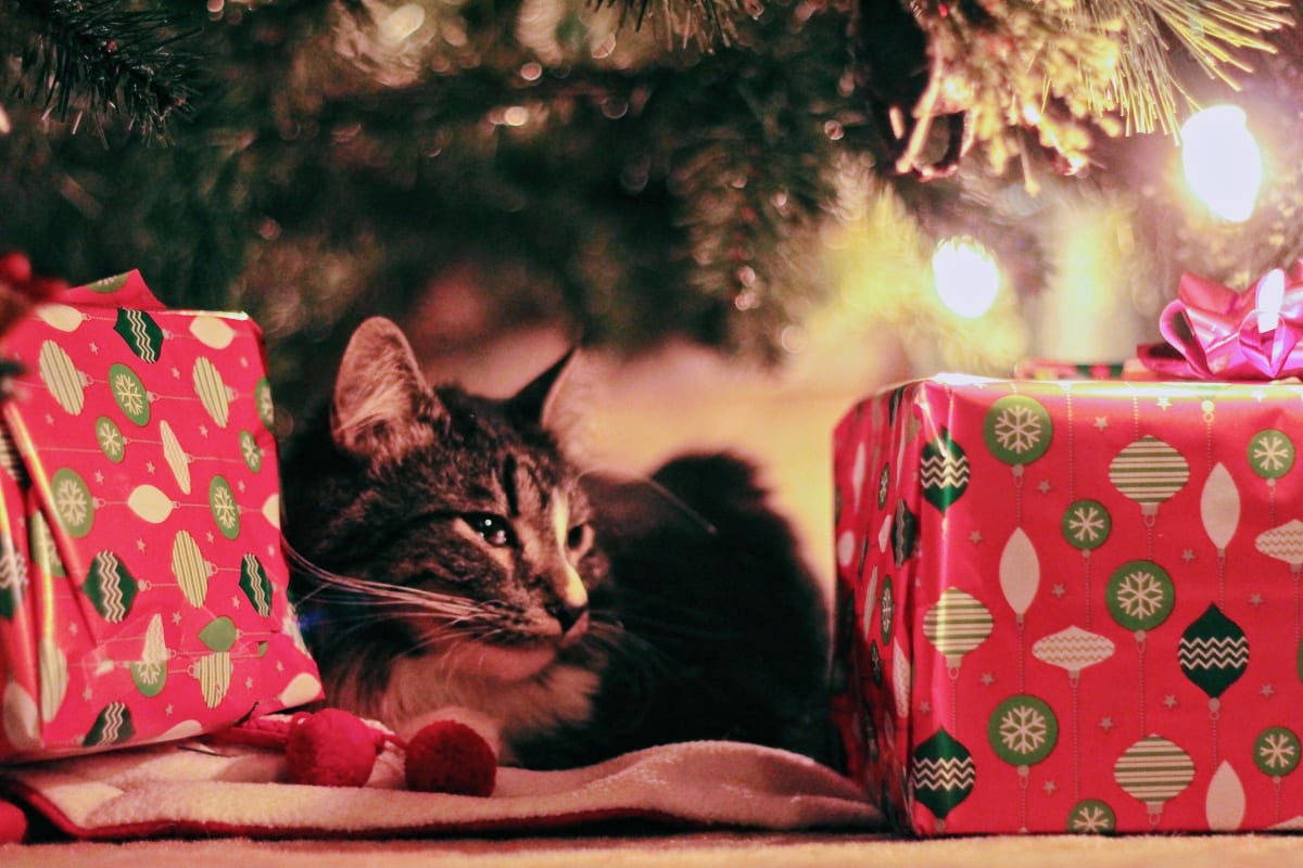 100 Festive Christmas Cat Names for Boys & Girls