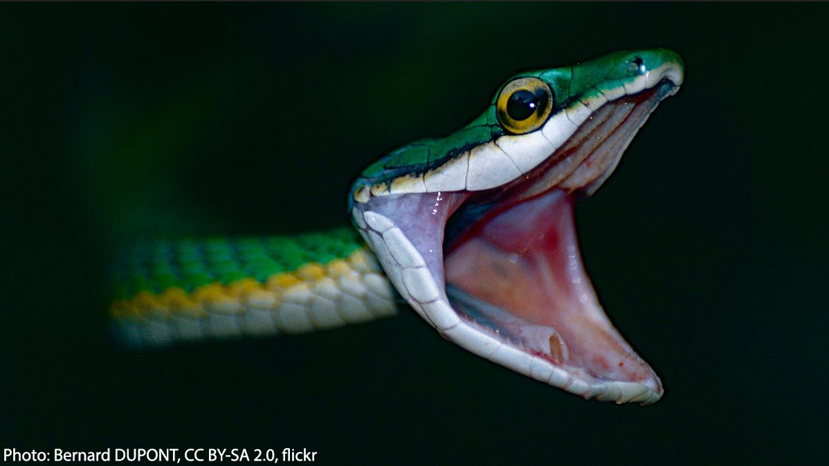 Meet the parrot snake! It lives in forests across Central and South America, and it has a nifty hunting strategy. It’s active during daytime, but its main prey—tree frogs—are nocturnal. That means this slithering serpent ambushes frogs while they rest or sleep.