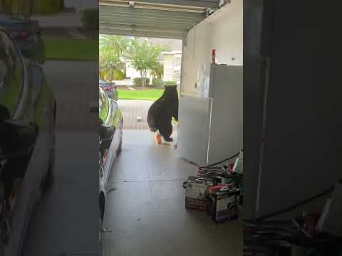 Bear Steals Food From My Fridge || ViralHog