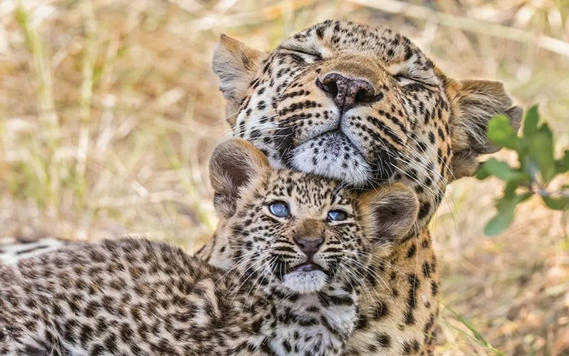 These Baby Animal Photos Reveal a Lot About Motherhood