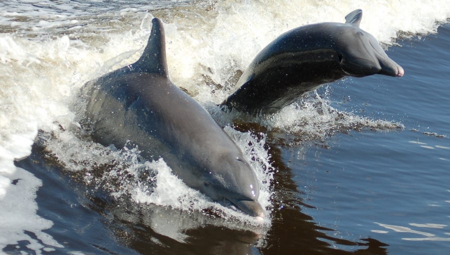 More than 260 dolphins found stranded along the Gulf Coast since February. Scientists aren't sure why.